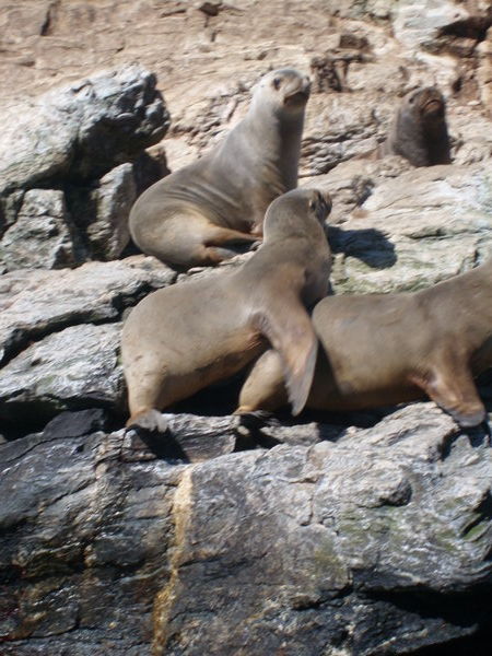 The sea lions on Isla Chorros