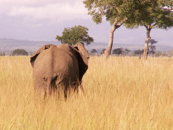 Elephant (Tembo in Swahili)