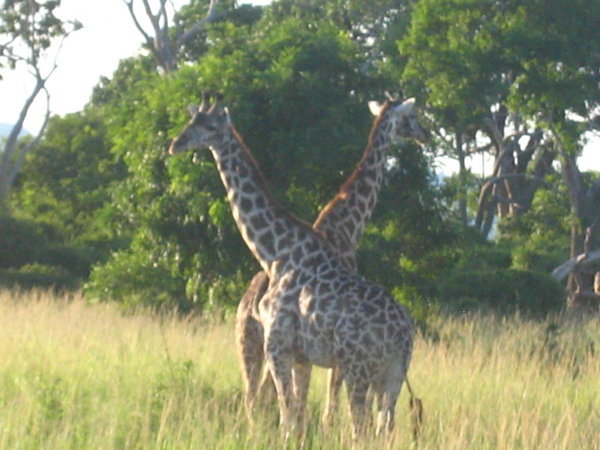 More giraffes