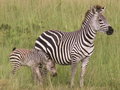 Mama and baby zebra