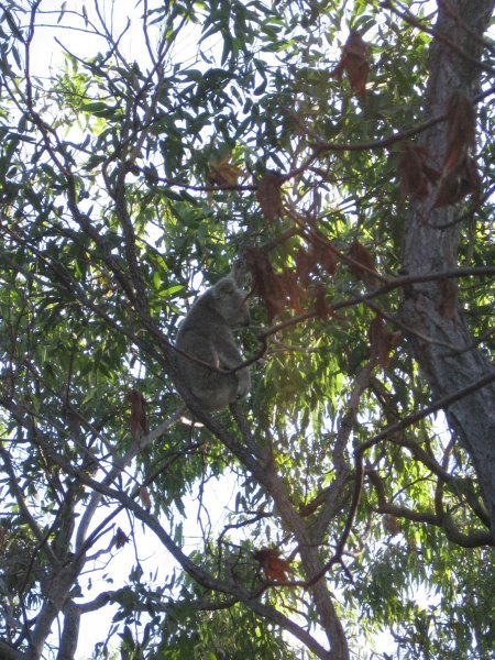 Kalamity Koala