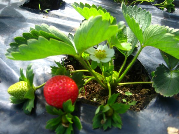 Benguet Strawberry Farm