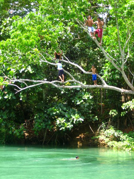 Kids jumping from a tree