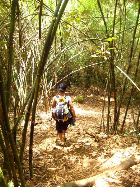 walking through a bamboo forest
