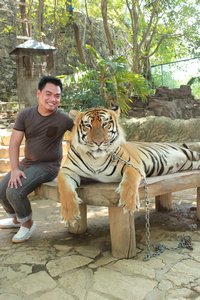 Mervin and the good Tiger