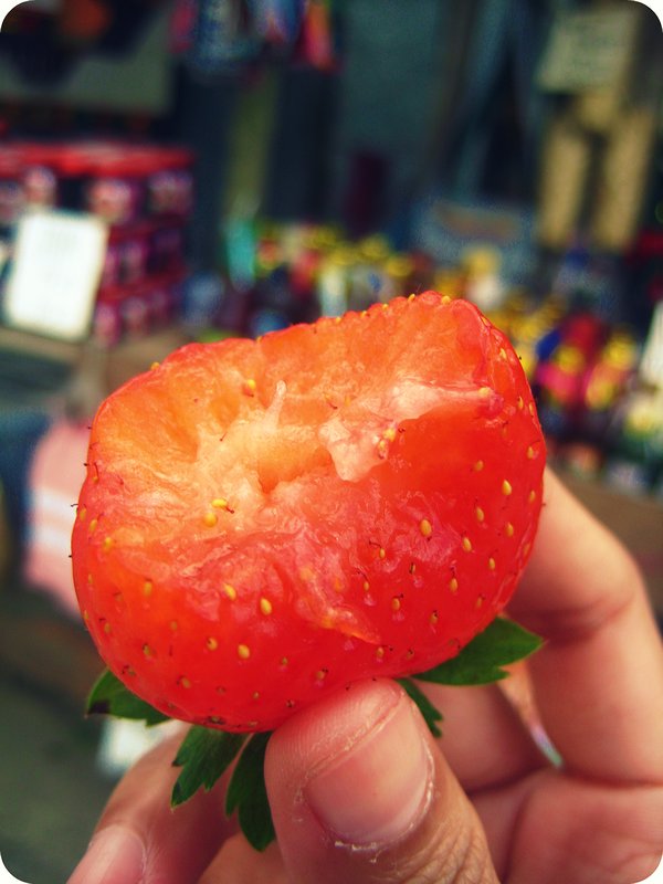 Strawberry Farm, Benguet
