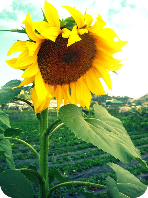 Sunflower - Strawberry Farm, Benguet