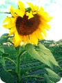 Sunflower - Strawberry Farm, Benguet