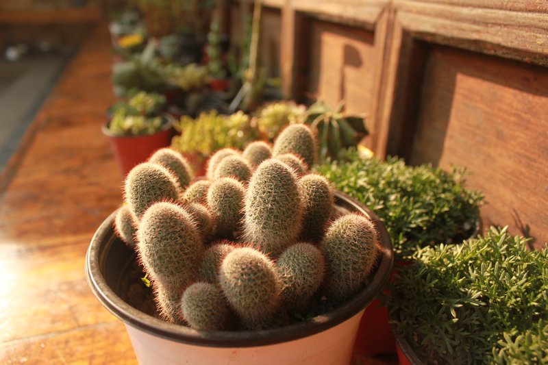 Cactus at Seoul Guesthouse