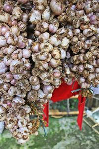 Lots of garlic in Batanes