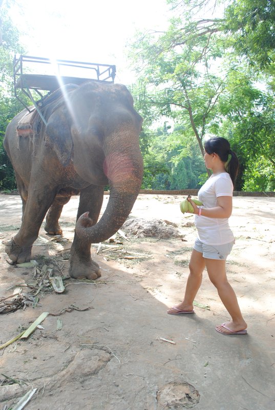 Janet and the Elephant (Thailand)