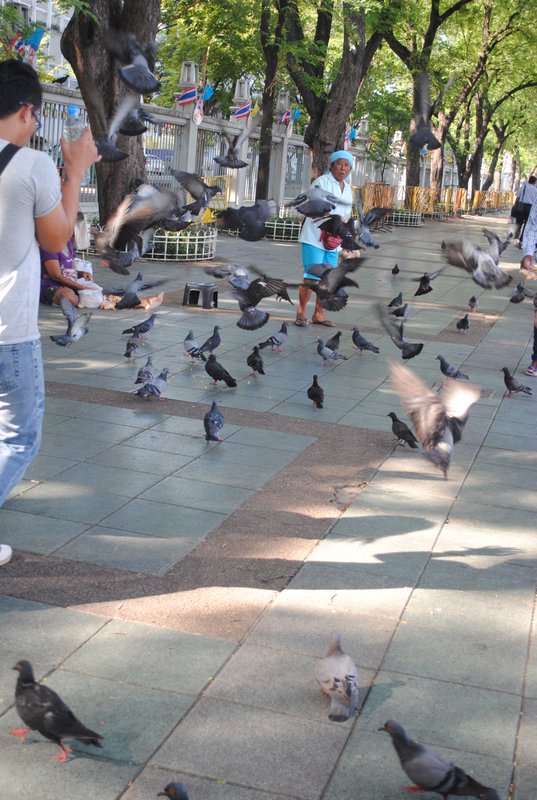 ...we even have a picture of the Pigeons!