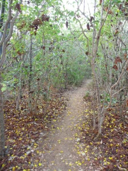 el camino de el bosque 