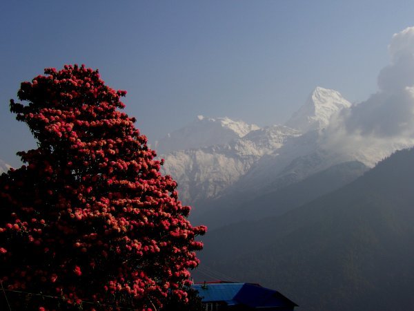Annapurna and Rhododendron