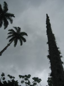 Bit of palm trees