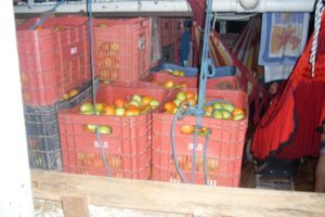 The cargo of Tomatoes