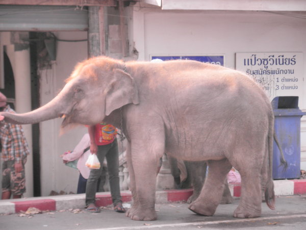 Elephant In The Middle Of The Floating Market