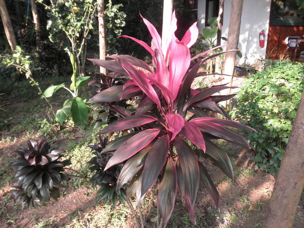Tropical Plant At Our Door