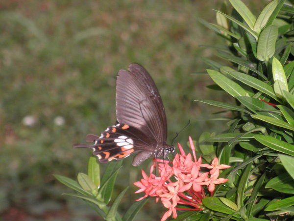 An Interesting Butterfly