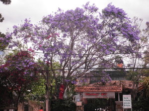 An Lovely Purple Tree