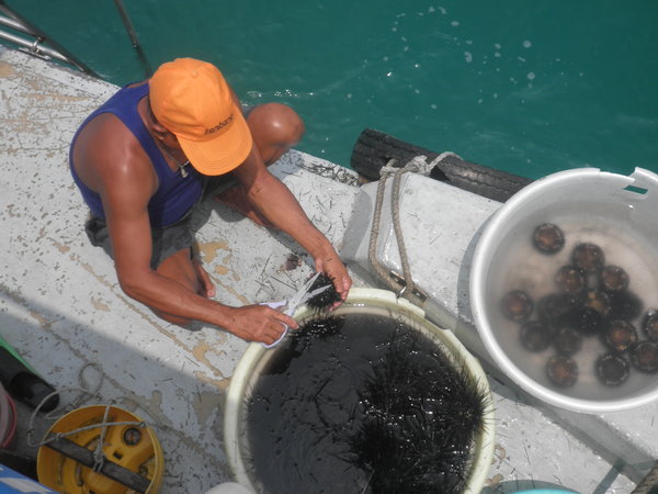 Preparing Our Sea Urchin Soup