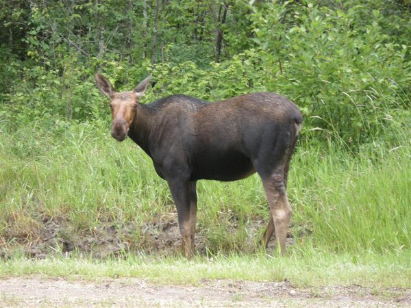 Moose - Eland