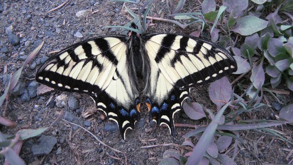 A butterfly along the Cassiar Hwy