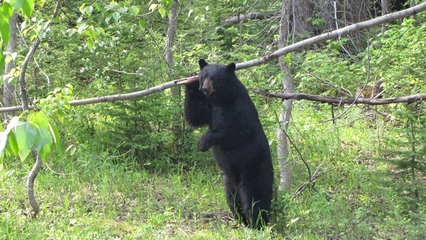 Black Bear Carrying a Log