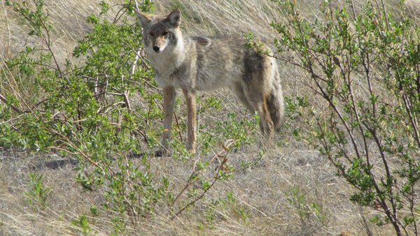 Coyote near Lake Kluane