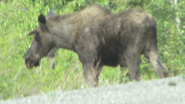 Moose along Alaska Hwy