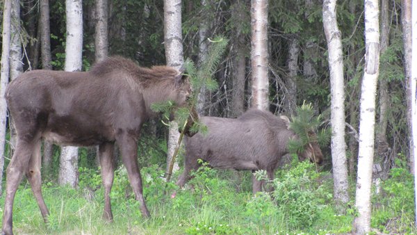Cow Moose with her Calf