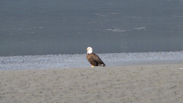 Eagle on Tidal Flats of Turnagain Arm