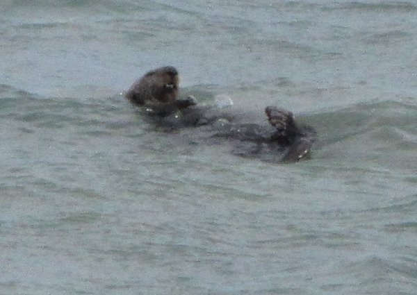 Sea Otter off Seward