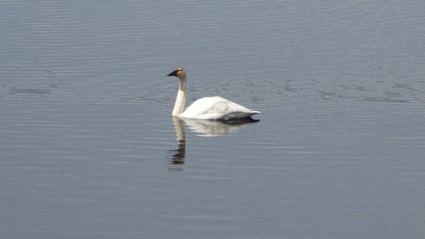 Lone Swan on a Still Lake