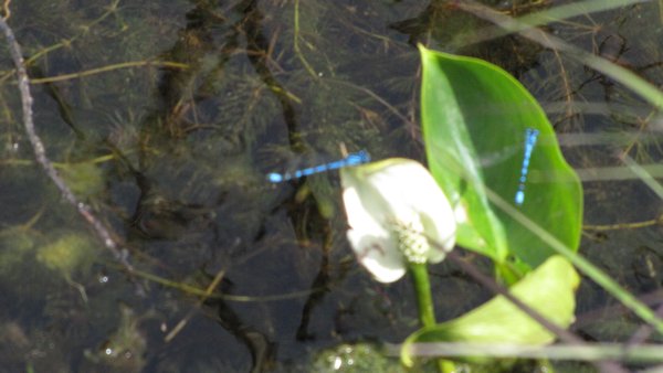 Dragon Flies & water Lilly