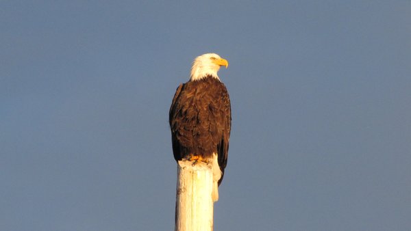 Eagle on a pole near Norseman RV Park