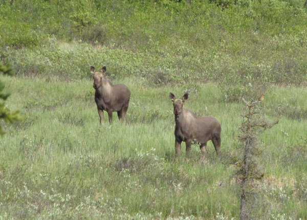 Moose in field outside Atlin