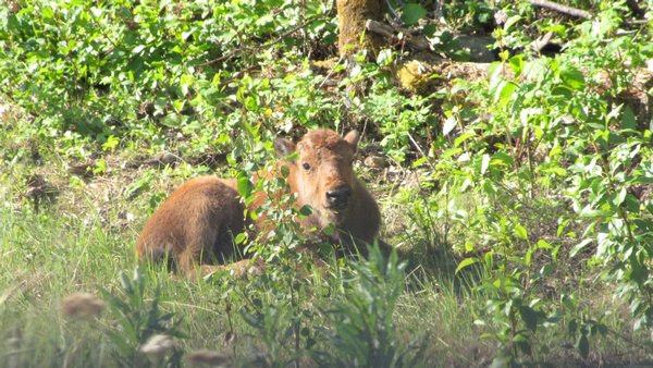 Bison Calf looking right at me