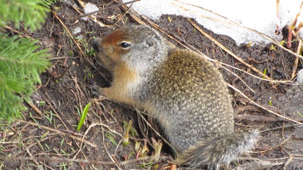 Another Columbian Ground Squirrel