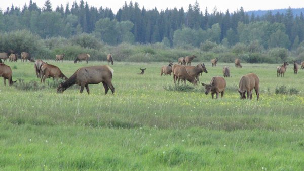 Small part of Elk herd in Teton