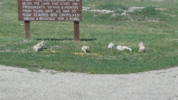 White Prairie Dogs