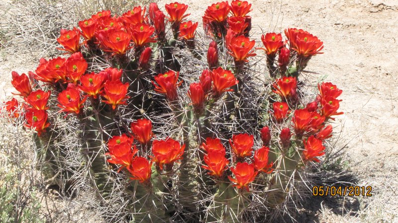 Cactus Blooms in WSNM