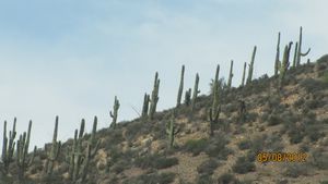 Saguaro Cactus along AZ 188