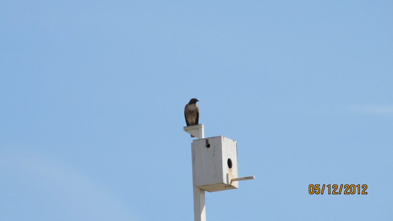 A Hawk on Shana's Bird Box