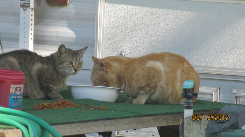 Cats next door in Kingsburg CG
