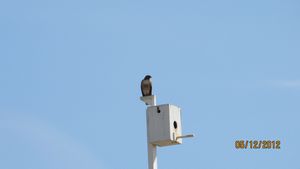 A Hawk on Shana's Bird Box