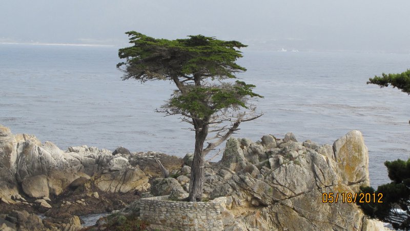 The Lone Cyprus Tree.