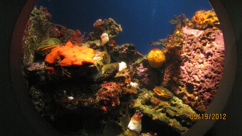 Beautiful Aquarium Tank