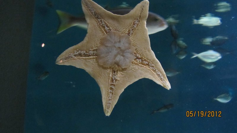 Star Fish hanging on Tank