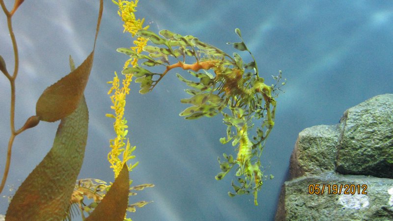 Leafy Dragon Sea Horse